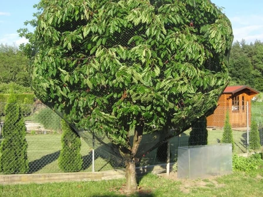 Kirschbaum mit Vogelschutznetz umschlungen